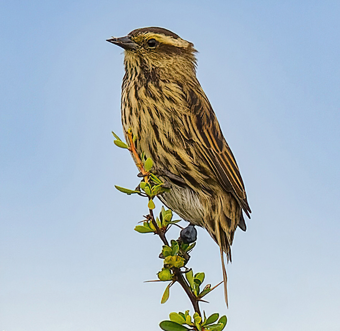 image Yellow-winged Blackbird